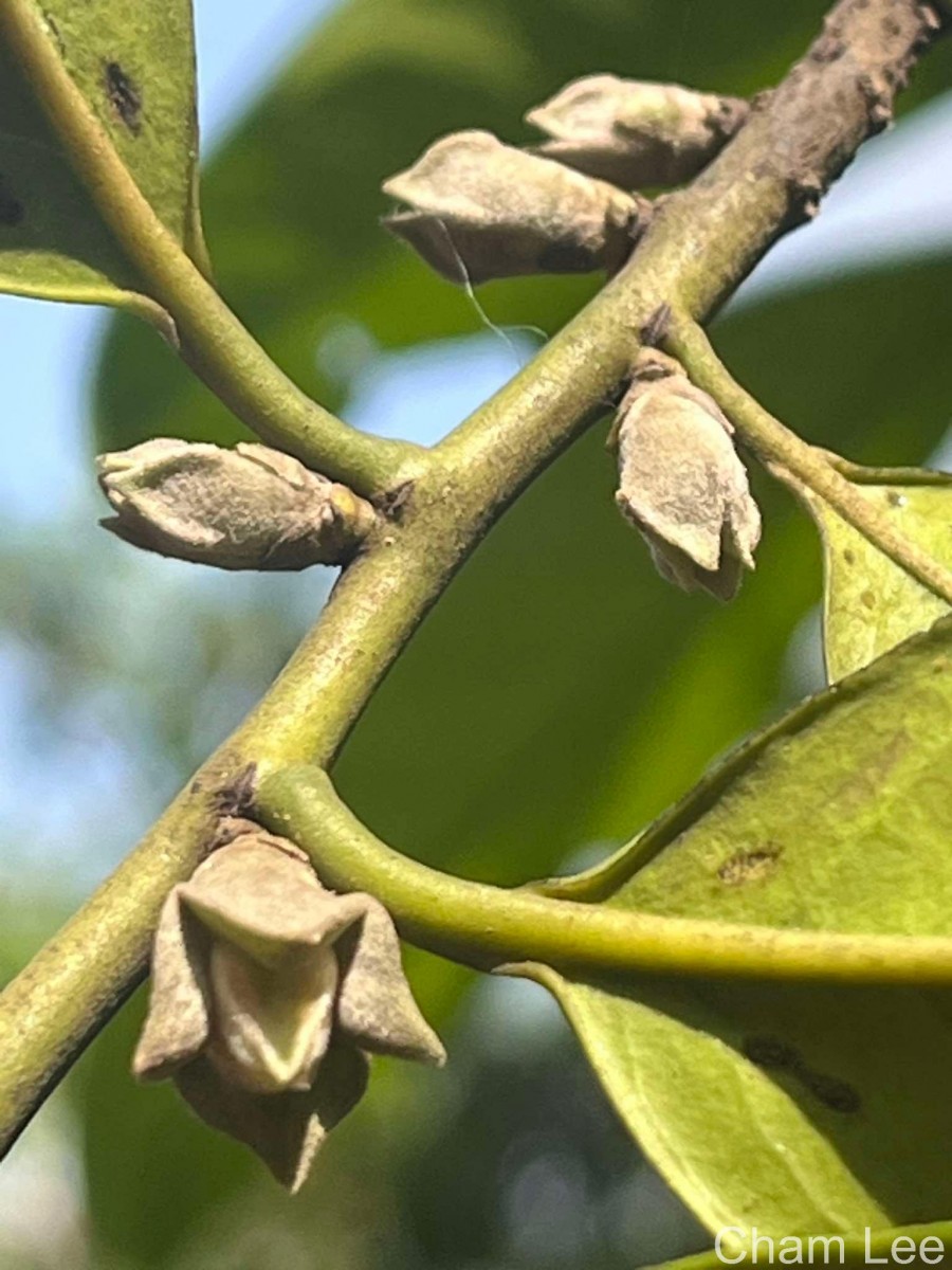Diospyros walkeri (Wight) Gürke